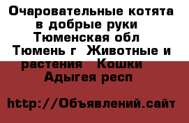 Очаровательные котята в добрые руки - Тюменская обл., Тюмень г. Животные и растения » Кошки   . Адыгея респ.